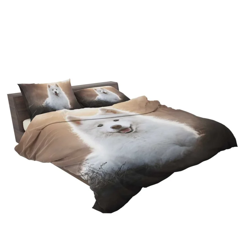 Samoyed Playful Charm: Quartet Bedding Set 2