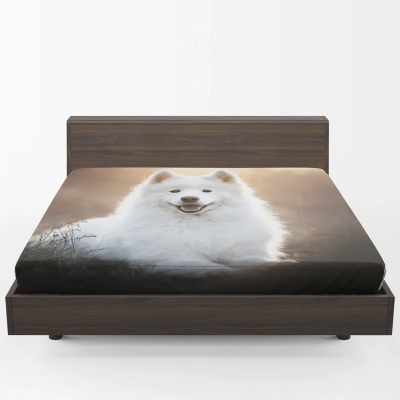 Samoyed Playful Charm: Quartet Fitted Sheet 1