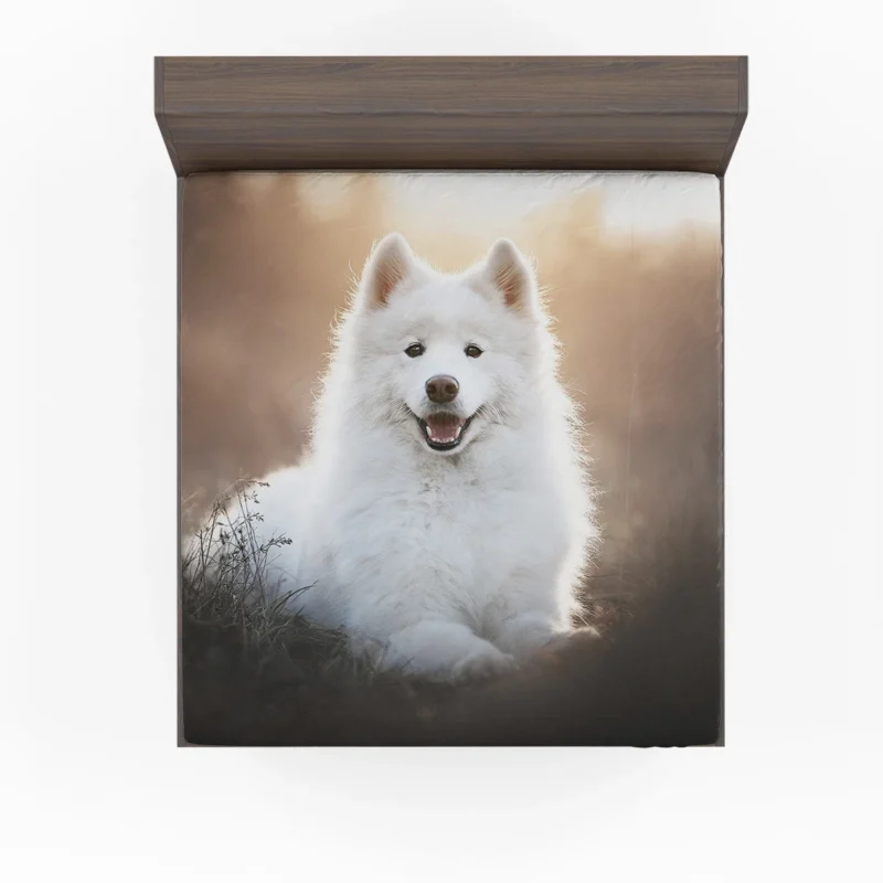 Samoyed Playful Charm: Quartet Fitted Sheet