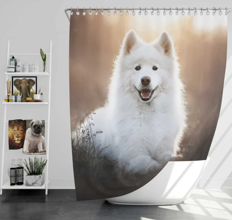 Samoyed Playful Charm: Quartet Shower Curtain