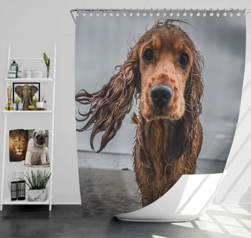 Sandy Beach Muzzle: Cocker Spaniel Quartet Shower Curtain