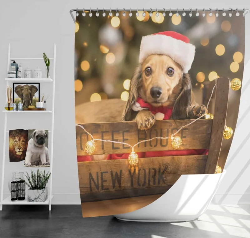 Santa Hat Dachshund Pup in a Box: Dachshund Quartet Shower Curtain