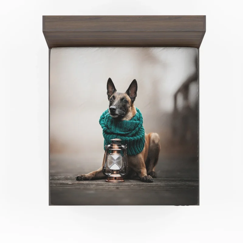 Scarf and Lantern Beauty: Belgian Shepherd Fitted Sheet