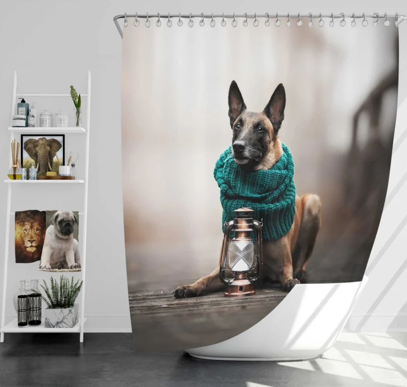 Scarf and Lantern Beauty: Belgian Shepherd Shower Curtain