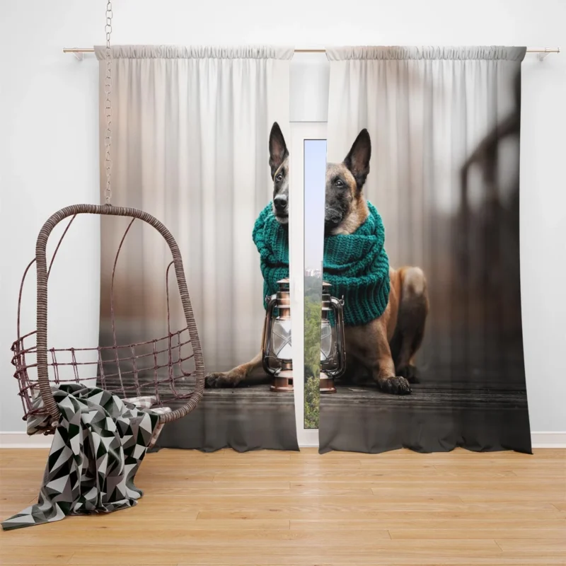 Scarf and Lantern Beauty: Belgian Shepherd Window Curtain