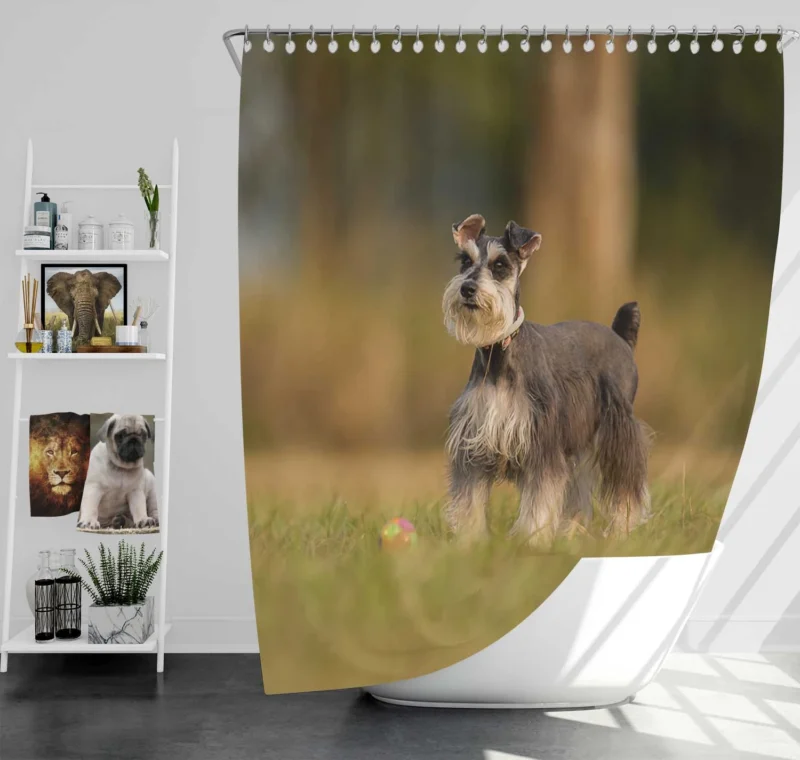 Schnauzer Quartet in Grass with Blur Shower Curtain