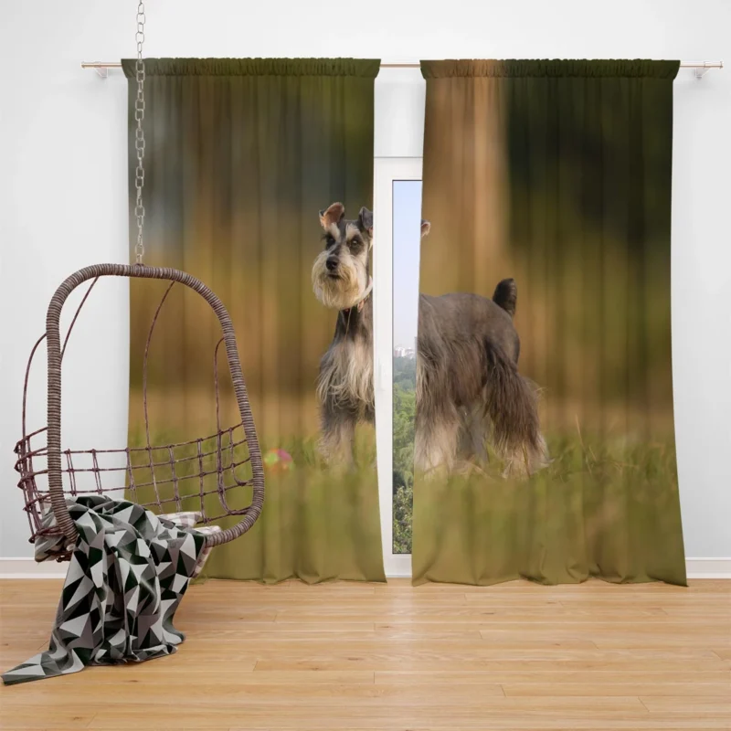 Schnauzer Quartet in Grass with Blur Window Curtain