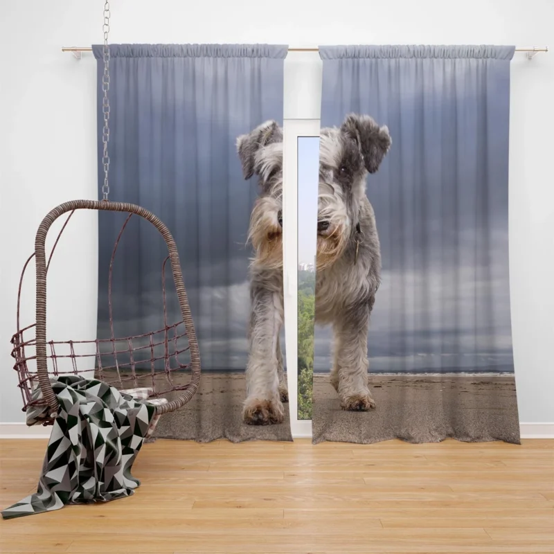 Schnauzer Quartet in Sand with Clouds Window Curtain