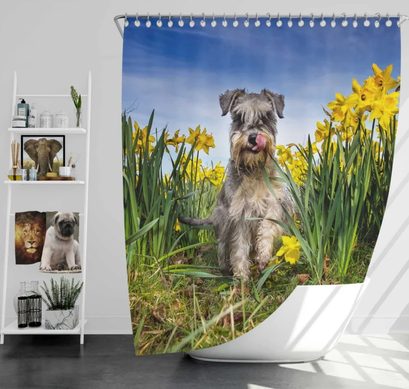 Schnauzer Quartet with Daffodils Shower Curtain