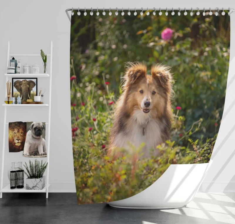 Serene Shetland Sheepdog Assembly: Quartet Shower Curtain