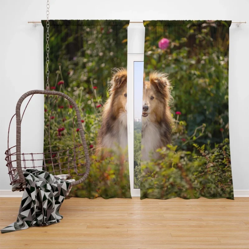 Serene Shetland Sheepdog Assembly: Quartet Window Curtain