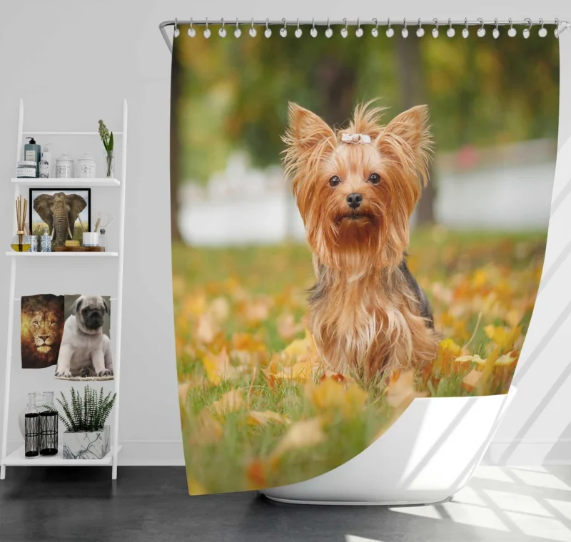 Simply Charming: Cute Yorkshire Terrier Quartet Shower Curtain