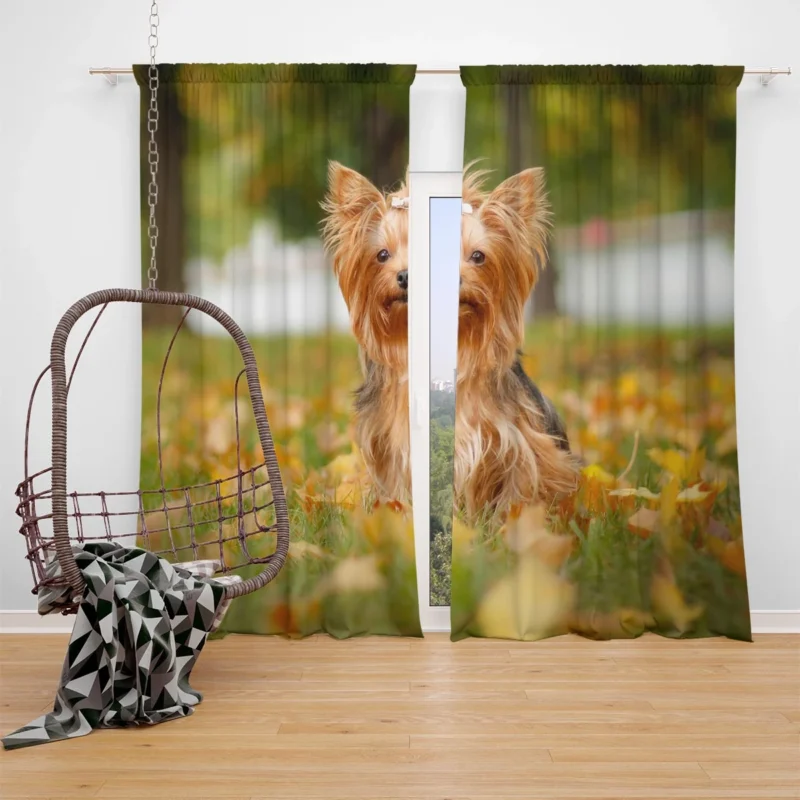 Simply Charming: Cute Yorkshire Terrier Quartet Window Curtain