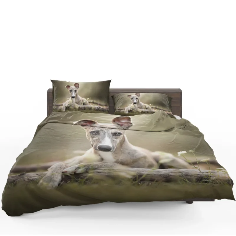 Sleek and Swift Beauties: Whippet Quartet Bedding Set