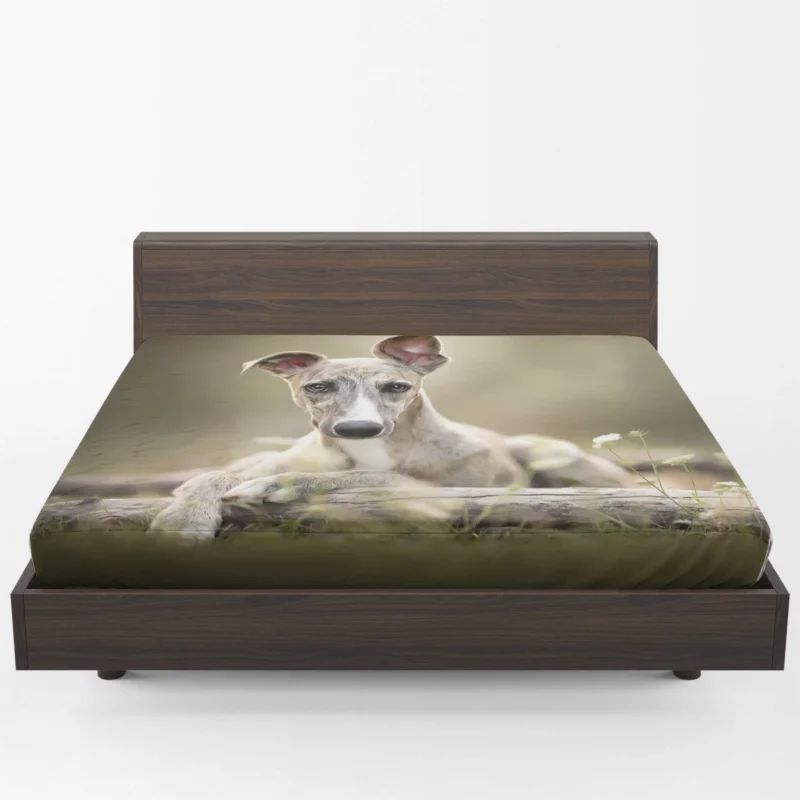 Sleek and Swift Beauties: Whippet Quartet Fitted Sheet 1