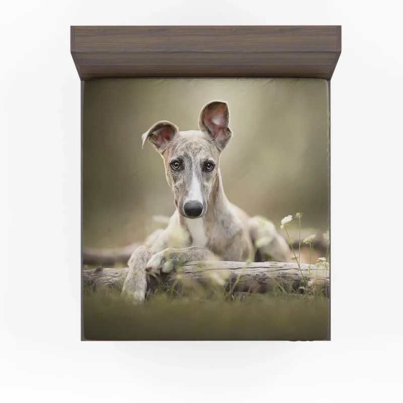 Sleek and Swift Beauties: Whippet Quartet Fitted Sheet