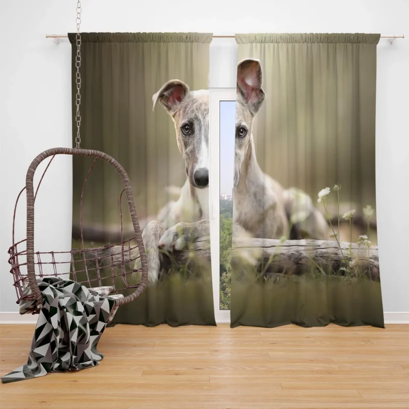 Sleek and Swift Beauties: Whippet Quartet Window Curtain