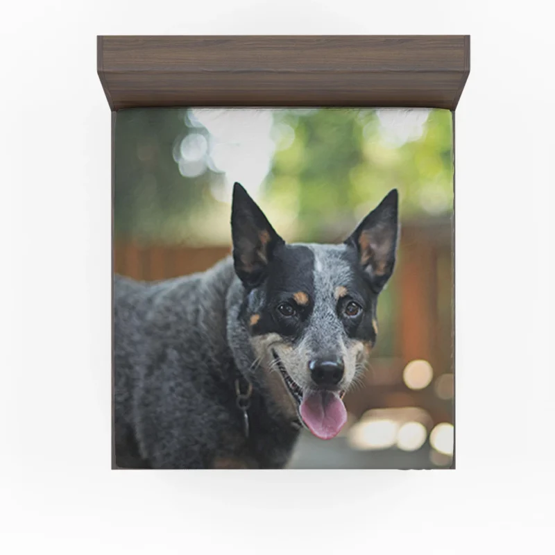 Smart and Alert Canines: Australian Cattle Dog Fitted Sheet