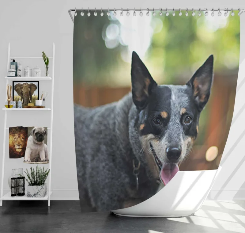 Smart and Alert Canines: Australian Cattle Dog Shower Curtain