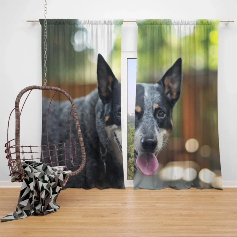 Smart and Alert Canines: Australian Cattle Dog Window Curtain