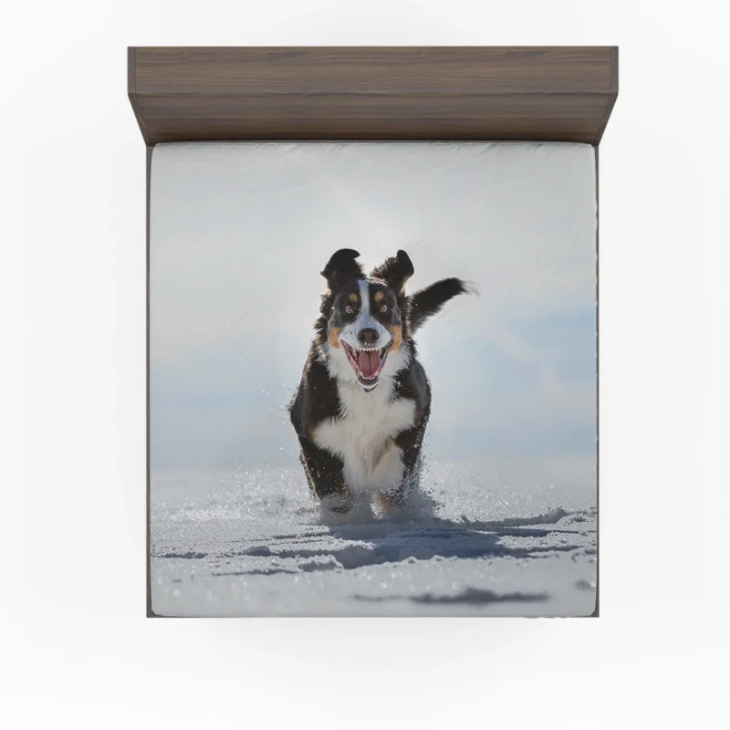 Snow Beauty with Sennenhund and Depth Of Field: Bernese Mountain Dog Fitted Sheet