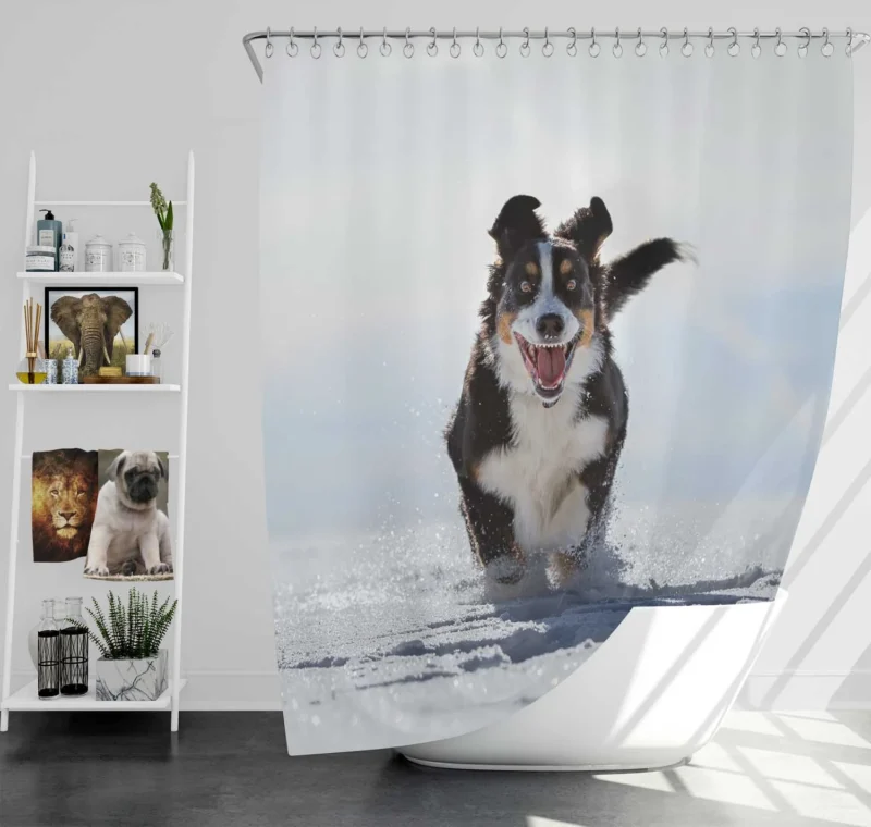 Snow Beauty with Sennenhund and Depth Of Field: Bernese Mountain Dog Shower Curtain