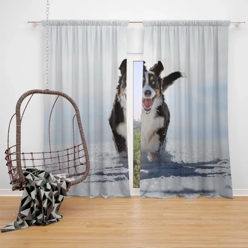 Snow Beauty with Sennenhund and Depth Of Field: Bernese Mountain Dog Window Curtain