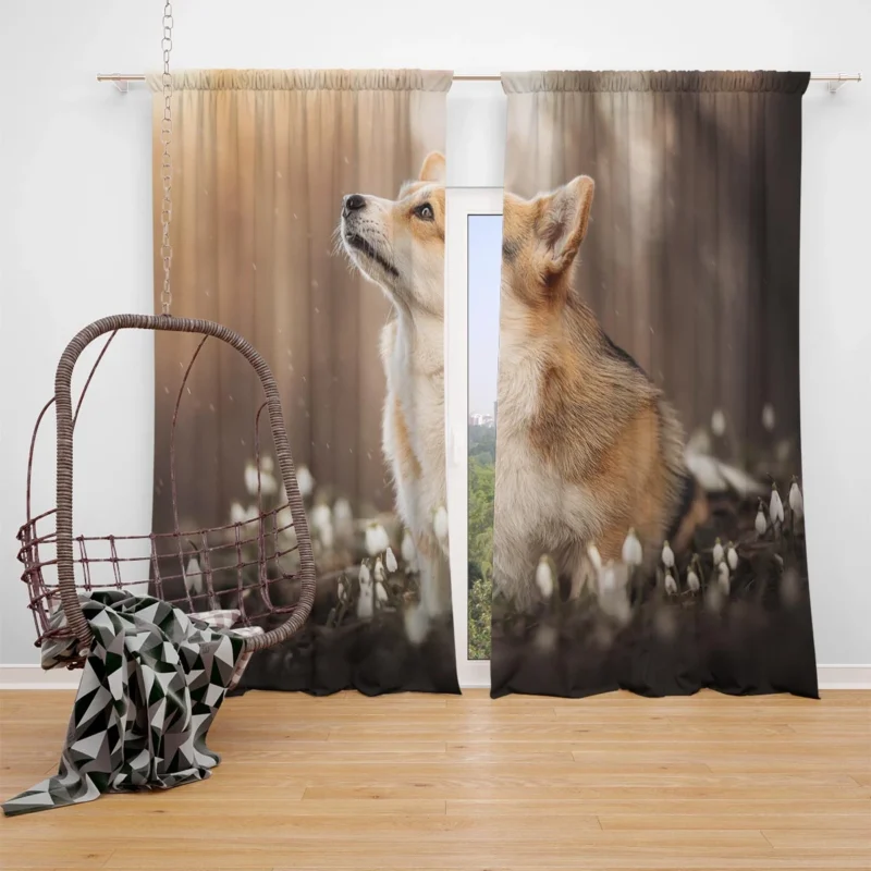 Snowdrop Frolic: Corgi Quartet Window Curtain