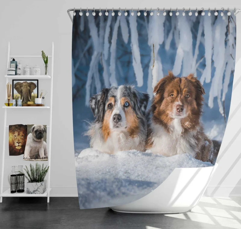 Snowy Adventures: Australian Shepherd Shower Curtain