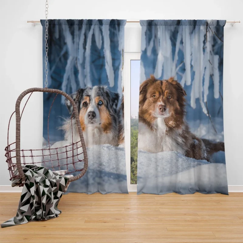 Snowy Adventures: Australian Shepherd Window Curtain