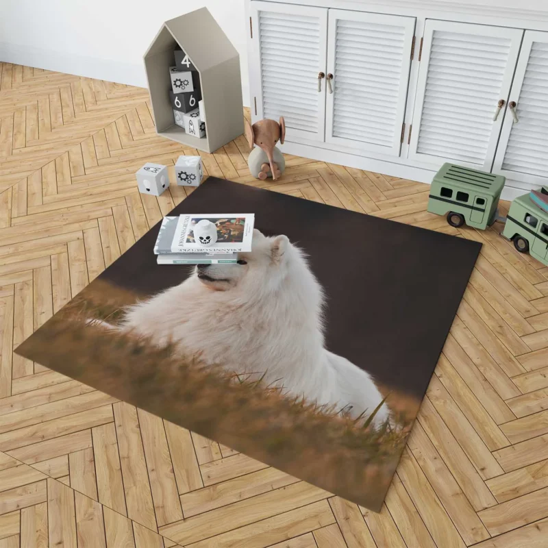 Snowy Beauties: Samoyed Quartet Floor Rug 1