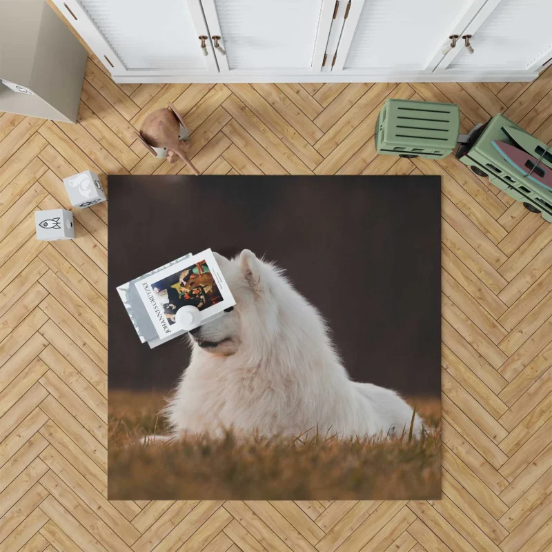 Snowy Beauties: Samoyed Quartet Floor Rug