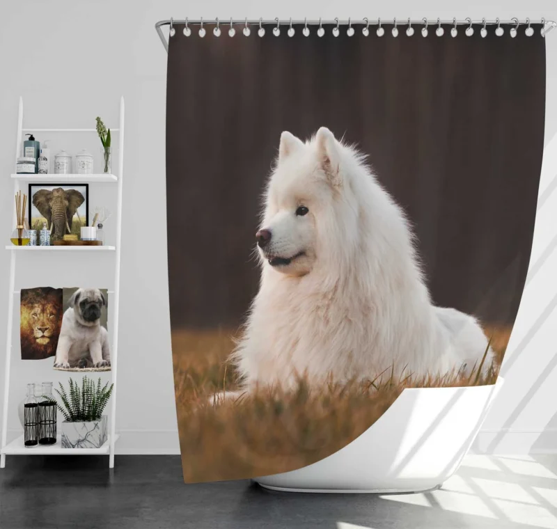 Snowy Beauties: Samoyed Quartet Shower Curtain