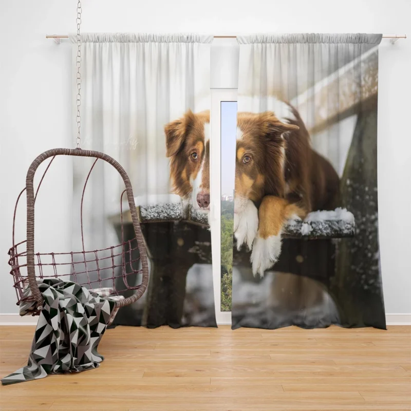 Snowy Bench Beauty with Border Collie on Winter Bench Window Curtain