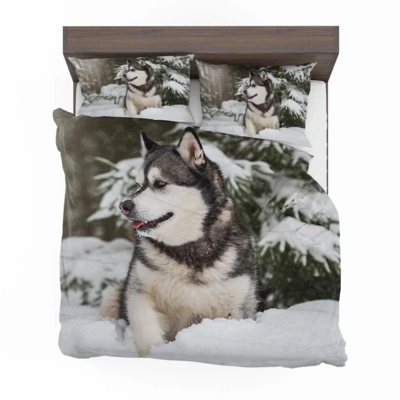 Snowy Delight with Alaskan Malamute Quartet Bedding Set 1