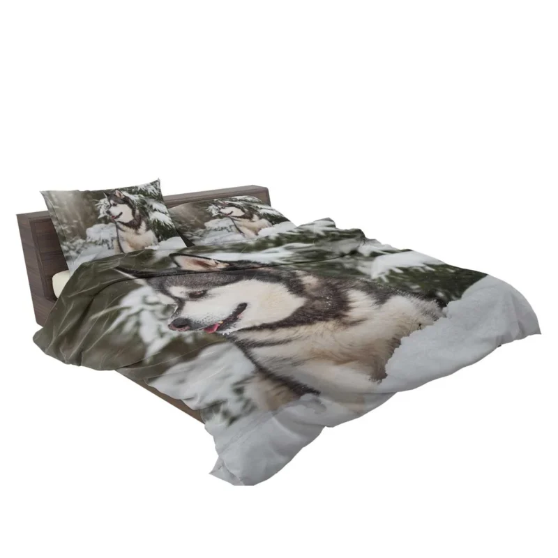 Snowy Delight with Alaskan Malamute Quartet Bedding Set 2