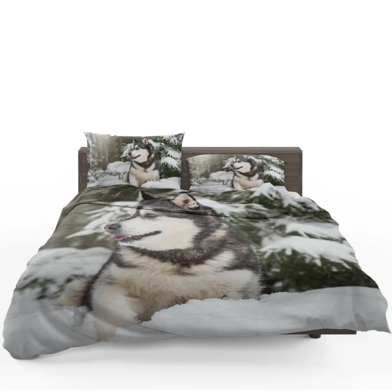 Snowy Delight with Alaskan Malamute Quartet Bedding Set