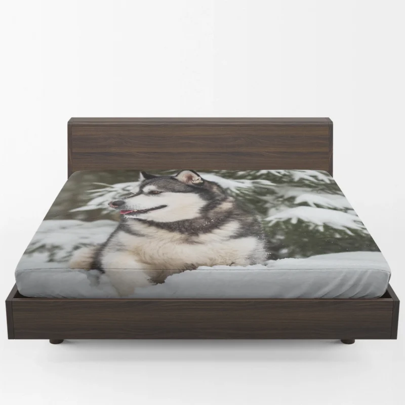 Snowy Delight with Alaskan Malamute Quartet Fitted Sheet 1