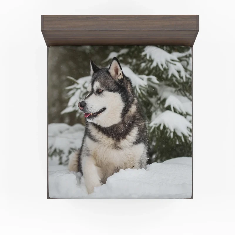 Snowy Delight with Alaskan Malamute Quartet Fitted Sheet