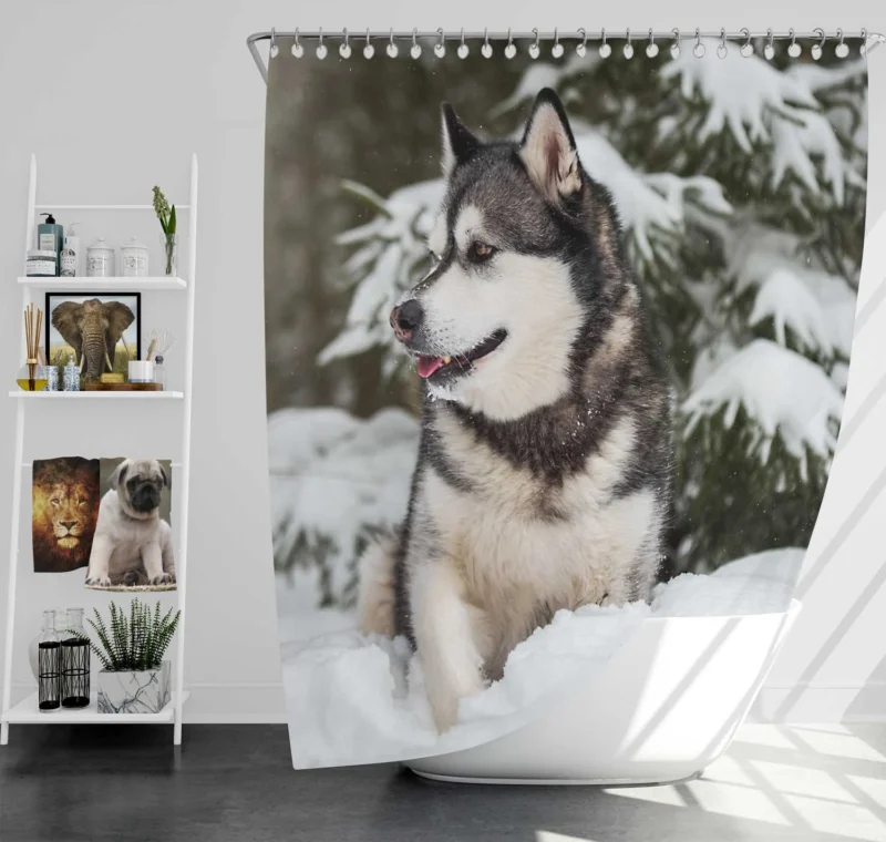 Snowy Delight with Alaskan Malamute Quartet Shower Curtain