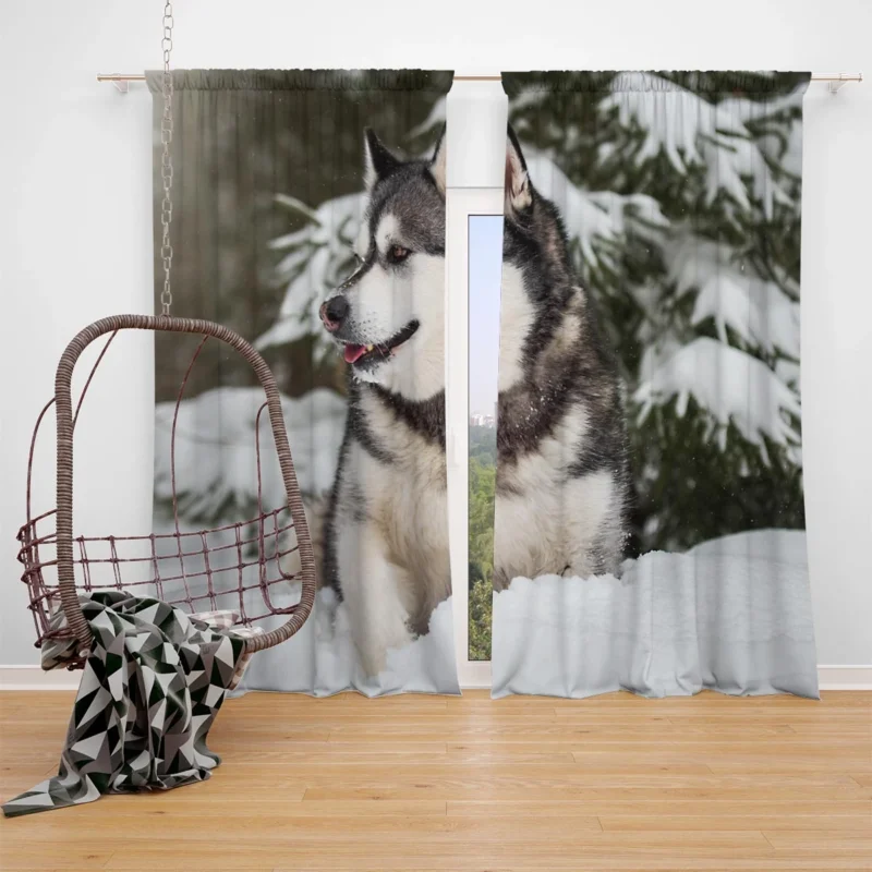 Snowy Delight with Alaskan Malamute Quartet Window Curtain