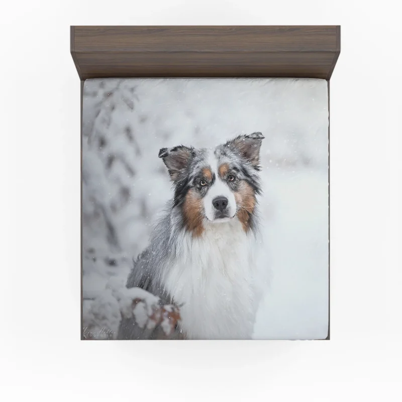 Snowy Winter with Depth Of Field and Stare: Australian Shepherd Fitted Sheet