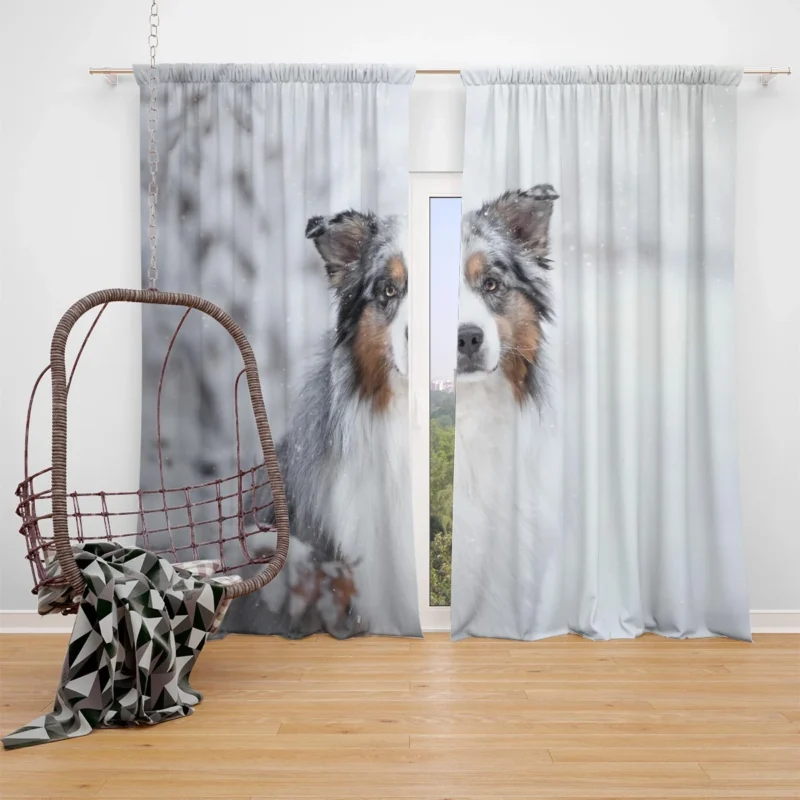 Snowy Winter with Depth Of Field and Stare: Australian Shepherd Window Curtain