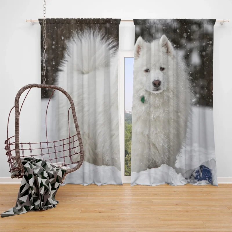 Snowy Wonderland: Samoyed Quartet Window Curtain