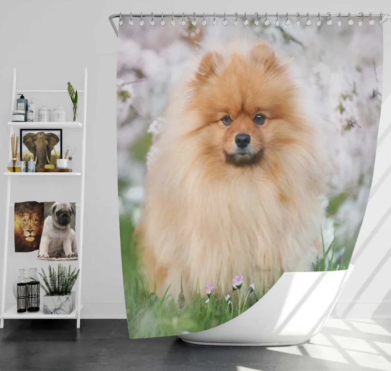 Spitz Splendor: Pomeranian 8k Ultra Quartet Shower Curtain