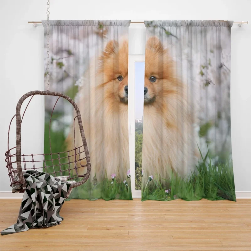 Spitz Splendor: Pomeranian 8k Ultra Quartet Window Curtain