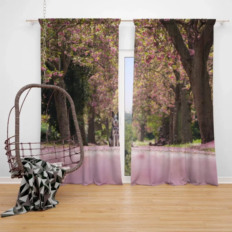 Spring Blossoms in Depth of Field: Australian Cattle Dog Window Curtain