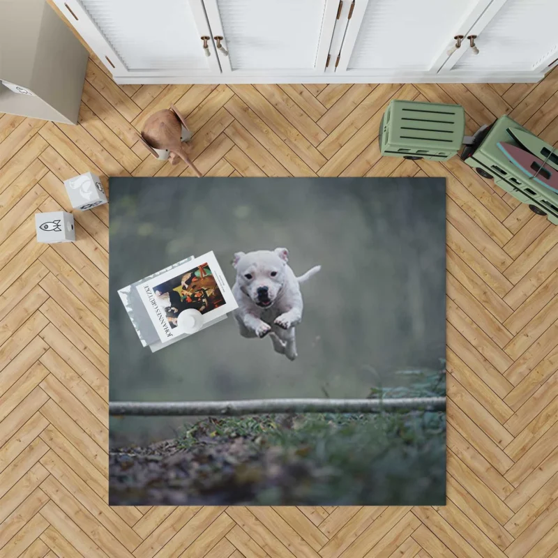 Staffordshire Beauty in Fourfold: Bull Terrier Quartet Floor Rug