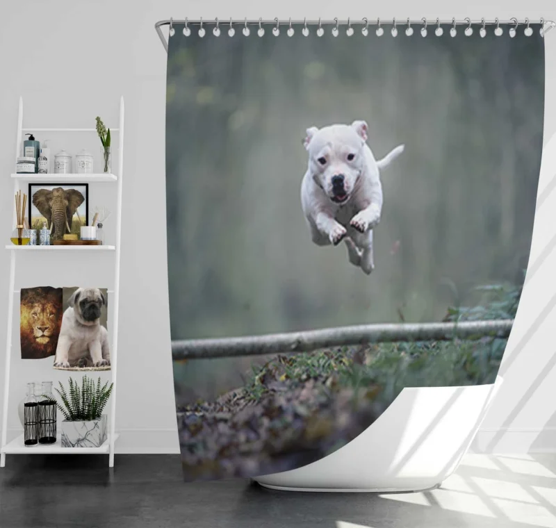 Staffordshire Beauty in Fourfold: Bull Terrier Quartet Shower Curtain