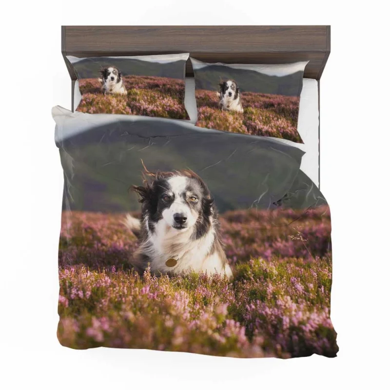 Stare and Depth Of Field Lavender Collie: Border Collie Bedding Set 1